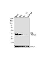 AIM2 Antibody