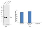 Cyclin D1 Antibody in Western Blot (WB)