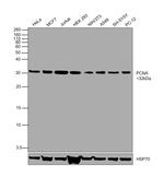 PCNA Antibody in Western Blot (WB)