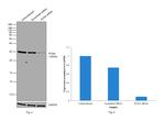 PCNA Antibody in Western Blot (WB)