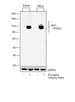 MX1 Antibody