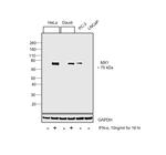 MX1 Antibody in Western Blot (WB)