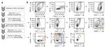 CD45 Antibody in Flow Cytometry (Flow)