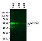 c-Myc Antibody in Western Blot (WB)