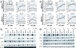 NQO1 Antibody in Western Blot (WB)