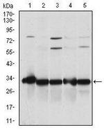 NQO1 Antibody in Western Blot (WB)