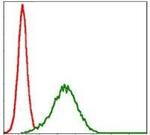 NQO1 Antibody in Flow Cytometry (Flow)