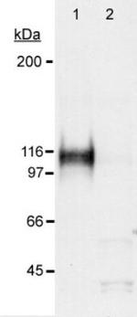 HIF1A Antibody in Western Blot (WB)