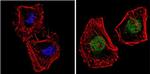 NCoR1 Antibody in Immunocytochemistry (ICC/IF)