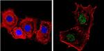 NCoR1 Antibody in Immunocytochemistry (ICC/IF)