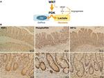 HIF1A Antibody in Immunohistochemistry (IHC)