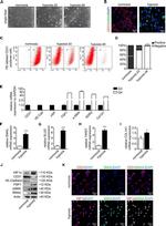 HIF1A Antibody in Western Blot (WB)