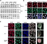 NCoR1 Antibody in Immunocytochemistry (ICC/IF)