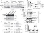 NCoR1 Antibody in Western Blot (WB)