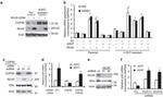 NCoR1 Antibody in Western Blot (WB)