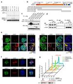 c-Myc Antibody in Western Blot (WB)