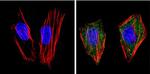 PPAR gamma Antibody in Immunocytochemistry (ICC/IF)