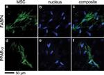 PPAR gamma Antibody in Immunocytochemistry (ICC/IF)