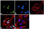 PPAR gamma Antibody in Immunocytochemistry (ICC/IF)