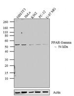 PPAR gamma Antibody in Western Blot (WB)