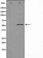 B3GALTL Antibody in Western Blot (WB)