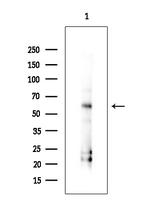 GSDMD Antibody in Western Blot (WB)