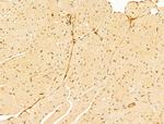 GABPB1 Antibody in Immunohistochemistry (Paraffin) (IHC (P))