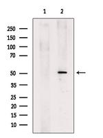 GSDMD Antibody in Western Blot (WB)