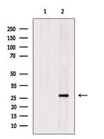 Kallikrein 9 Antibody in Western Blot (WB)