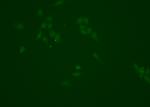 NQO1 Antibody in Immunocytochemistry (ICC/IF)