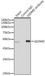 GSDMD Antibody in Immunoprecipitation (IP)