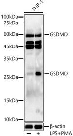 GSDMD Antibody in Western Blot (WB)