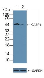 Caspase 1 Antibody in Western Blot (WB)