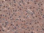 IDH1 Antibody in Immunohistochemistry (Paraffin) (IHC (P))