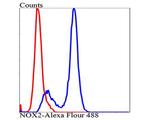 NOX2 Antibody in Flow Cytometry (Flow)