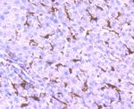 NOX2 Antibody in Immunohistochemistry (Paraffin) (IHC (P))