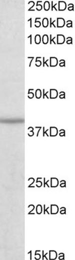 IDH3B Antibody in Western Blot (WB)