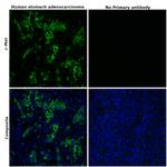 c-Met Antibody in Immunohistochemistry (Paraffin) (IHC (P))