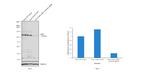 c-Met Antibody