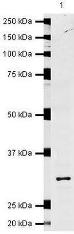 NQO1 Antibody in Western Blot (WB)