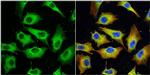 MX1 Antibody in Immunocytochemistry (ICC/IF)