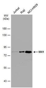 MX1 Antibody in Western Blot (WB)