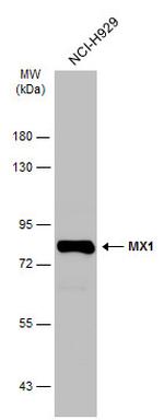 MX1 Antibody in Western Blot (WB)