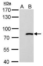 MX1 Antibody in Western Blot (WB)