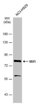 MX1 Antibody in Western Blot (WB)