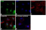 PCNA Antibody in Immunocytochemistry (ICC/IF)