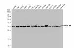 PCNA Antibody in Western Blot (WB)