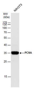 PCNA Antibody in Western Blot (WB)