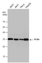 PCNA Antibody in Western Blot (WB)