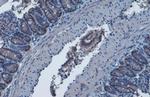 IDH1 Antibody in Immunohistochemistry (Paraffin) (IHC (P))